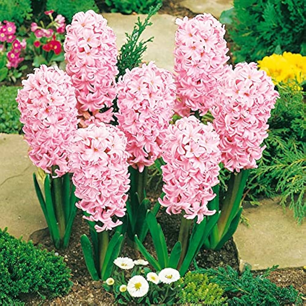 Baby Pink Hyacinth Flower seeds for Planting - Shade Tolerant, Heirloom & GMO Free Seeds for Home Garden