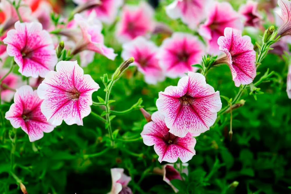 Pelleted Candypops Vein Mix Petunia Seeds