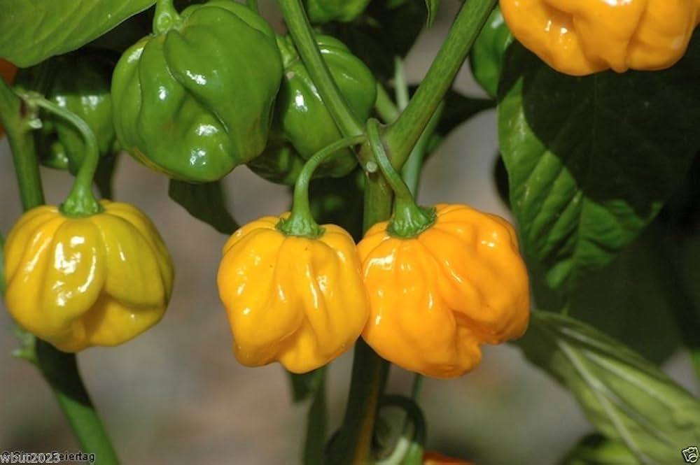 Aji Dulce Amarillo Pepper Seeds for Planting Capsicum chinense for vegetable patch and home greenhouse
