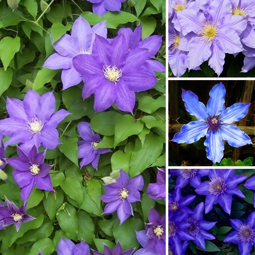 Clematis Blue Flower seeds for Planting - Colorful Display, Heirloom & GMO Free Seeds for Home Garden