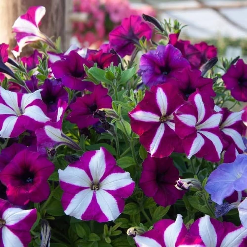 Climbing Petunia Petunia hybrida Seeds for Planting trellis garden floral display