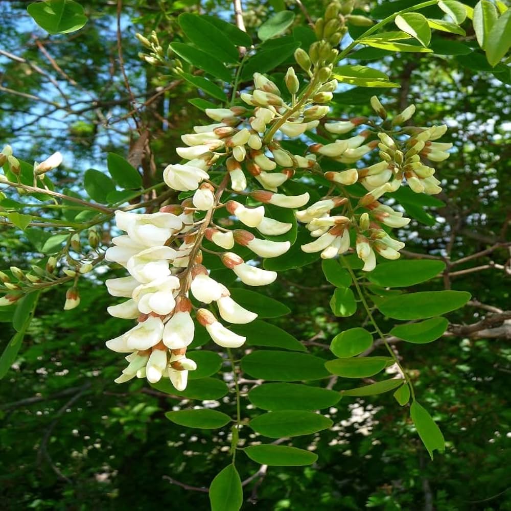White Acacia Perennial Flower Seeds for Planting Pollinator Friendly Heirloom & GMO Free Seeds for Home Garden
 
 Sale