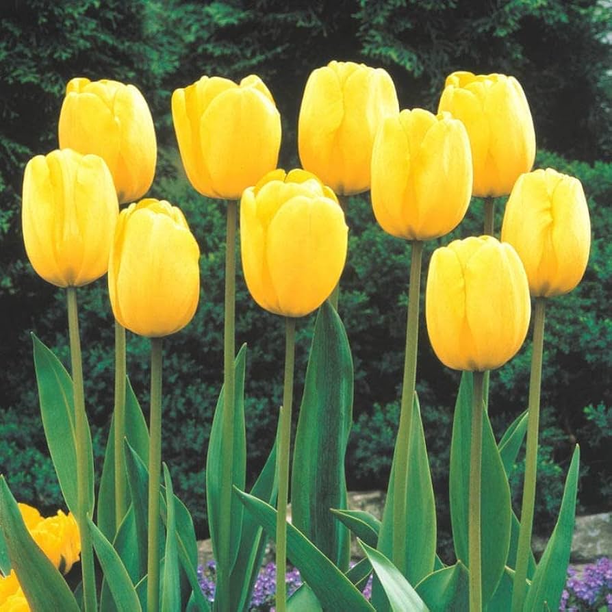 Light Yellow Tulip Flower seeds for Planting - Shade Tolerant, Heirloom & GMO Free Seeds for Home Garden