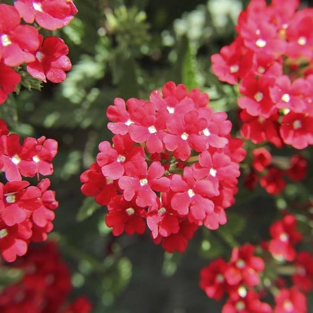 Verbena Hybrida Seed for Plantings for Planting for Beautiful Perennial Flower Blooms Heirloom Non-GMO Seeds