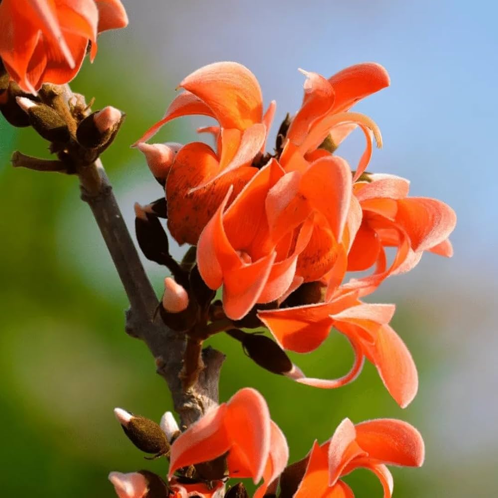 Monosperma Flower seeds for Planting - Vibrant Colors, Heirloom & GMO Free Seeds for Home Garden