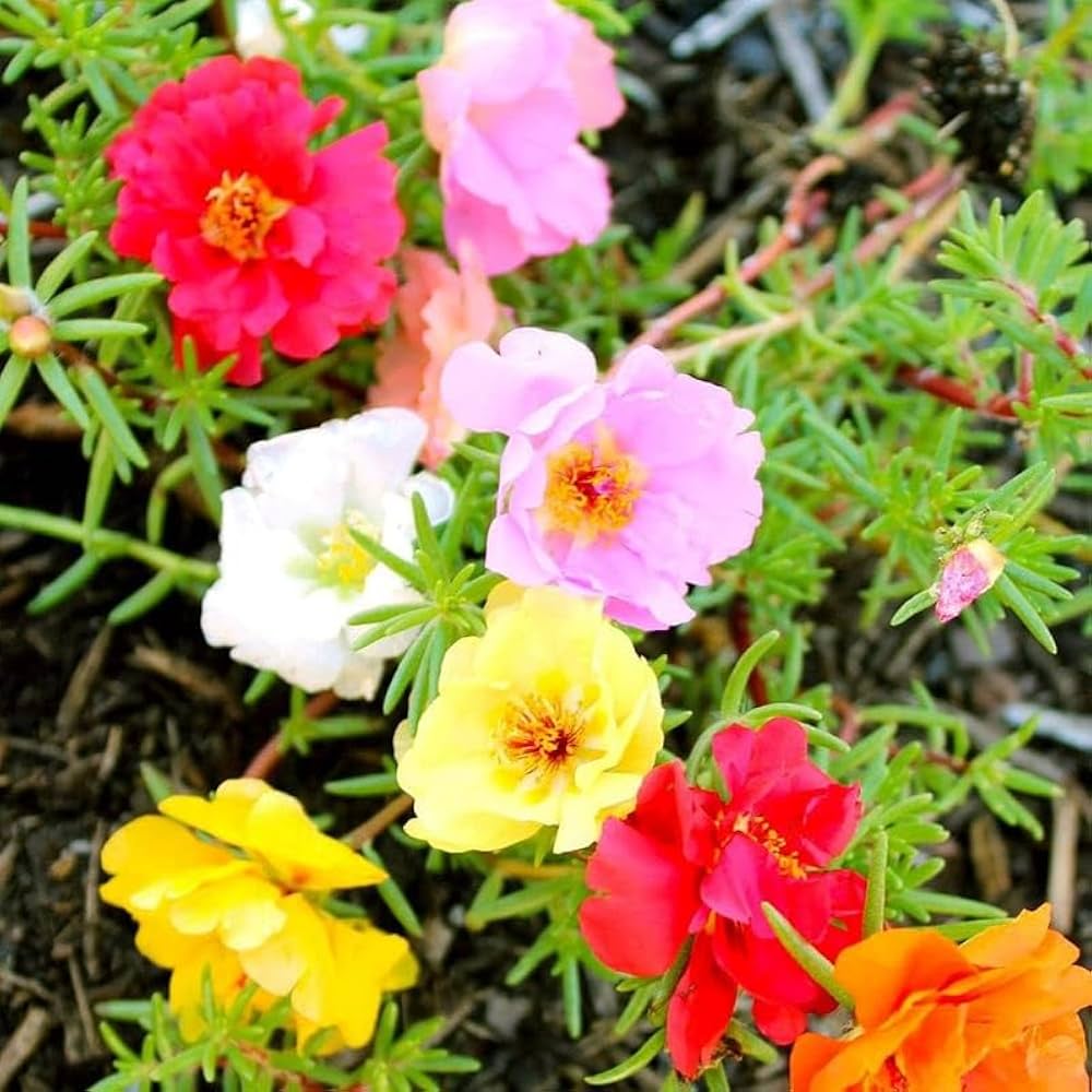 White Pink Moss Rose Flower seeds for Planting - Perfect for Borders, Heirloom & GMO Free Seeds for Home Garden
 
 Sale