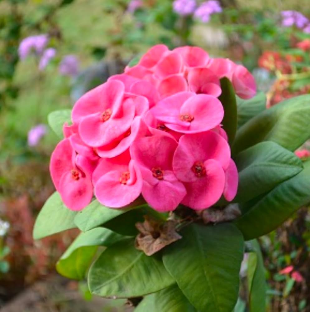 Purple Euphorbia Milii Flower seeds for Planting - Colorful Display, Heirloom & GMO Free Seeds for Home Garden