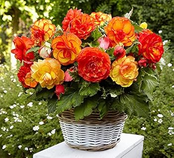 Begonia Flower Seeds - Easy Planting for Stunning Blooms