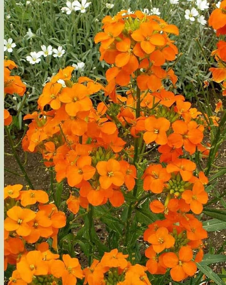 Orange Erysimum Aliionii Flower seeds for Planting - Premium Quality, Heirloom & GMO Free Seeds for Home Garden