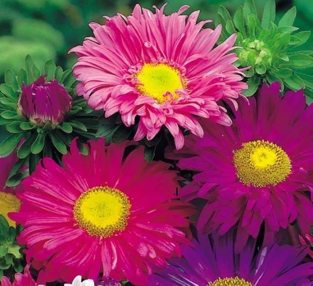 Red Aster Kurenai Callistephus chinensis Seeds for Planting flower bed balcony garden Heirloom Non-GMO Seeds