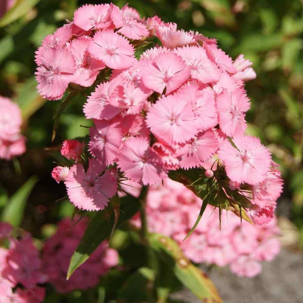 Light Pink Dianthus Flower seeds for Planting - Hardy Variety, Heirloom & GMO Free Seeds for Home Garden
 
 Sale seeds for planting in home garden
