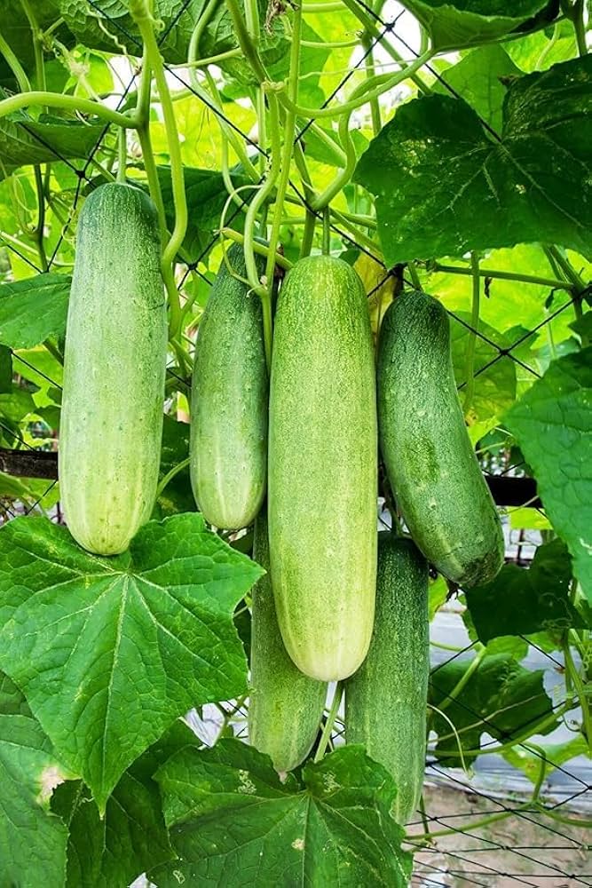 Benincasa Vegetable Seeds Planting Guide: Year-Round Growing Made Easy