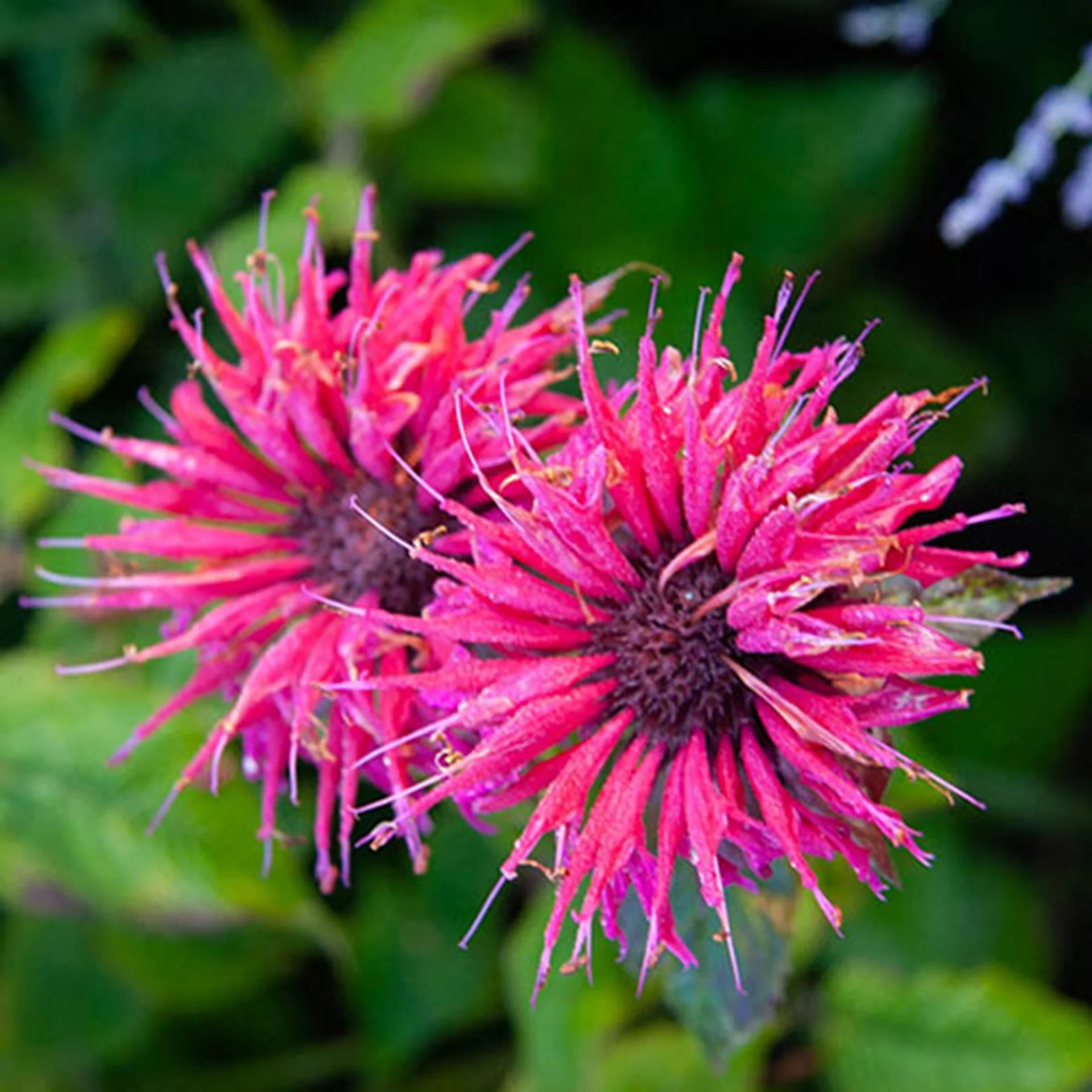 Pink Wild Bergamot Monarda Fistulosa Mintleaf Bee Balm Flower seeds for Planting - Hardy Variety, Heirloom & GMO Free Seeds for Home Garden