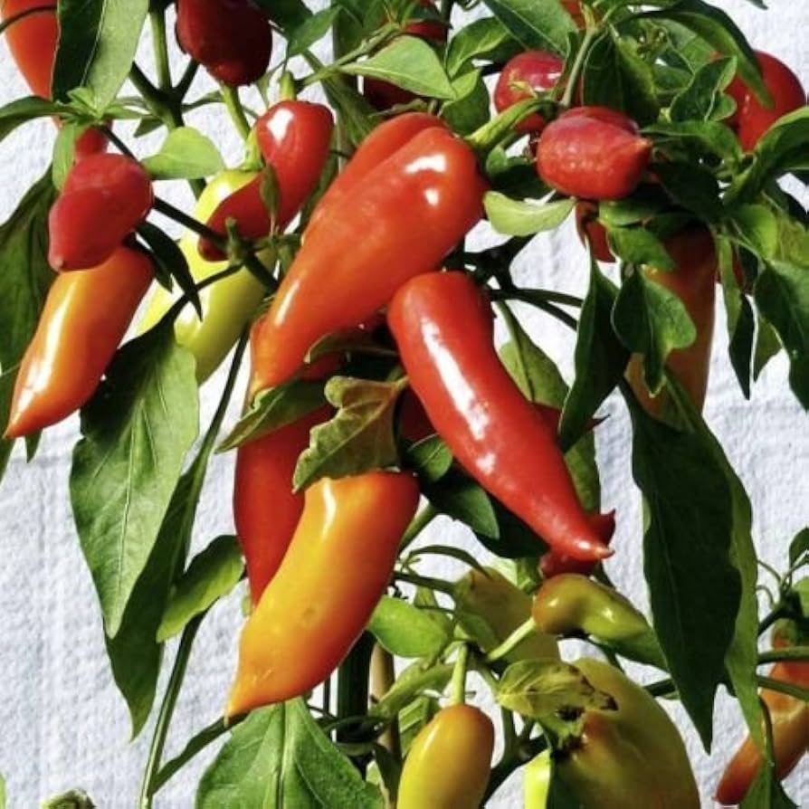Ungarische Entbrennen Pepper Seeds for Spicy Hungarian Heat