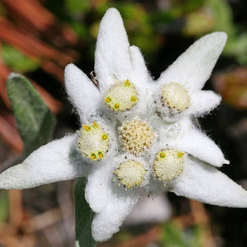 White Edelweiss Ground Flower seeds for Planting - Bright Blooms, Heirloom & GMO Free Seeds for Home Garden