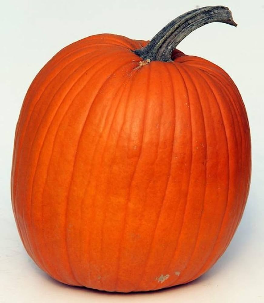 Howden Biggie Pumpkin Cucurbita pepo for planting in vegetable patch