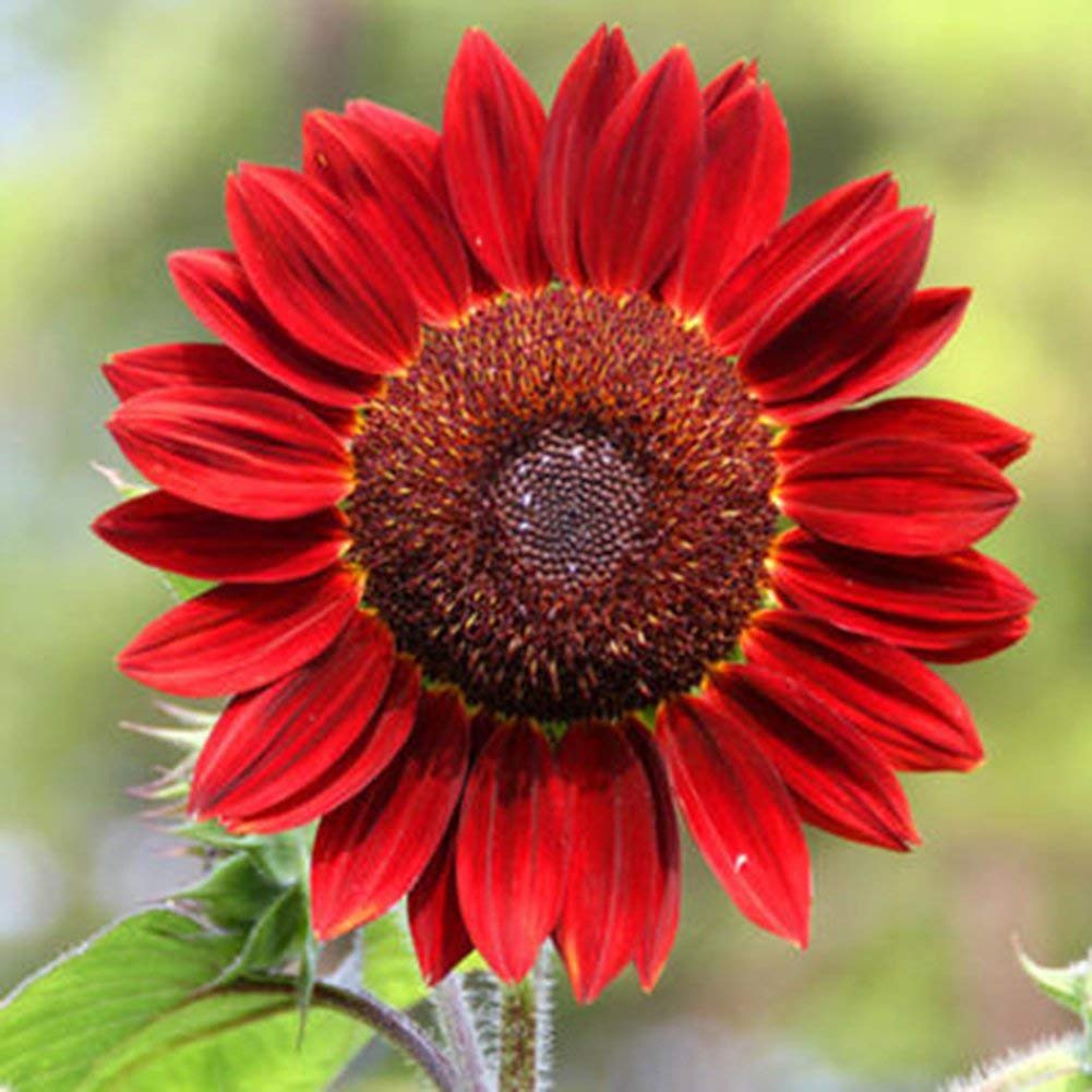 Burgundy SunFlower seeds for Planting - Low Maintenance, Heirloom & GMO Free Seeds for Home Garden