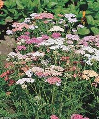 Purple Achillea / Yarrow Seeds for Beautiful Purple Blooms