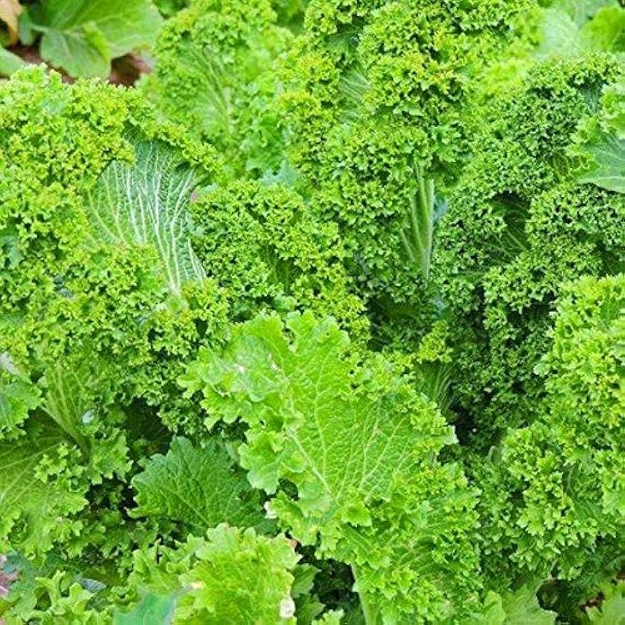 Heirloom Mustard Vegetable Seeds for Planting