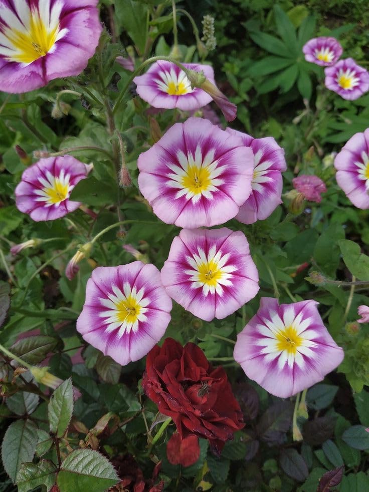 Pink Yellow Leucanthemum Flower seeds for Planting - Easy to Grow, Heirloom & GMO Free Seeds for Home Garden
