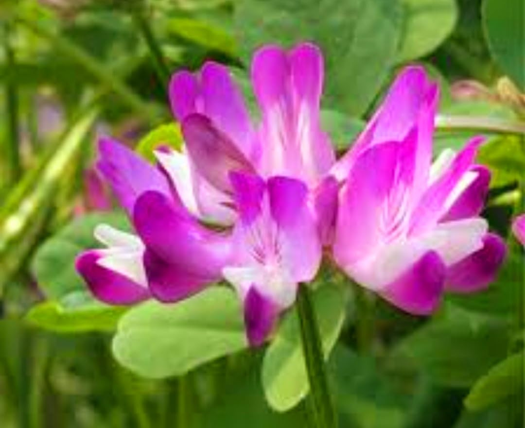 Violet Milkvetch Sinicus Flower seeds for Planting - Fragrant Blossoms, Heirloom & GMO Free Seeds for Home Garden