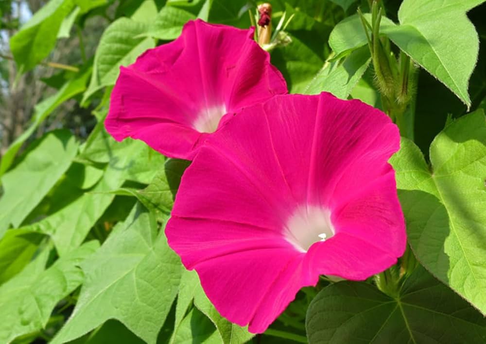 New Guinea Impatiens Divine Pink Seeds for Lush Shaded Planting