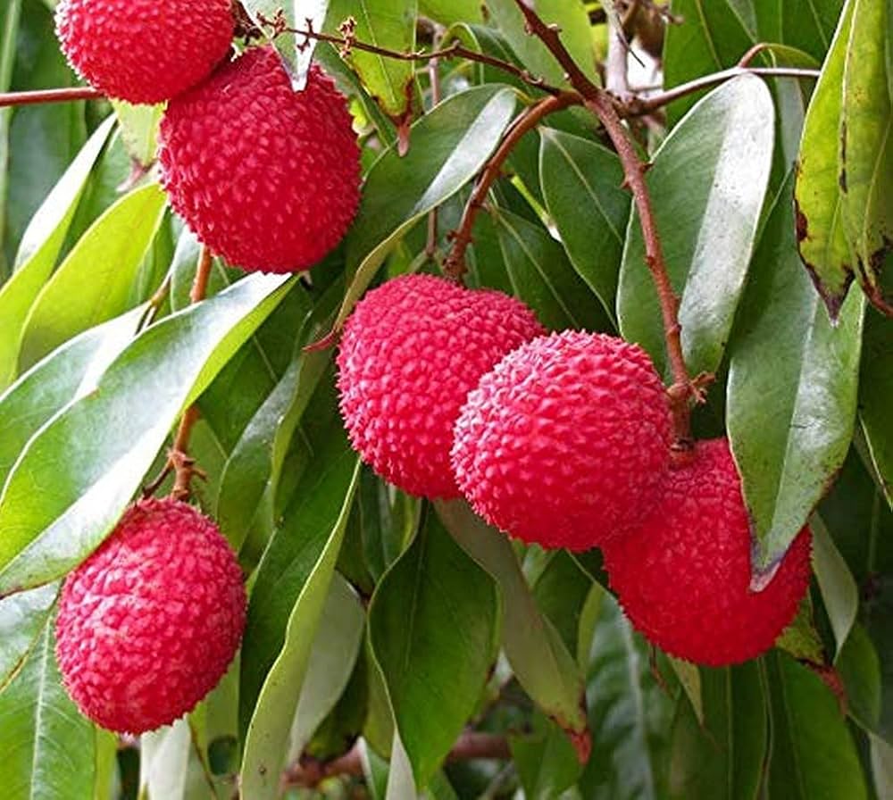 Lychee Fruit Seeds for Easy Planting