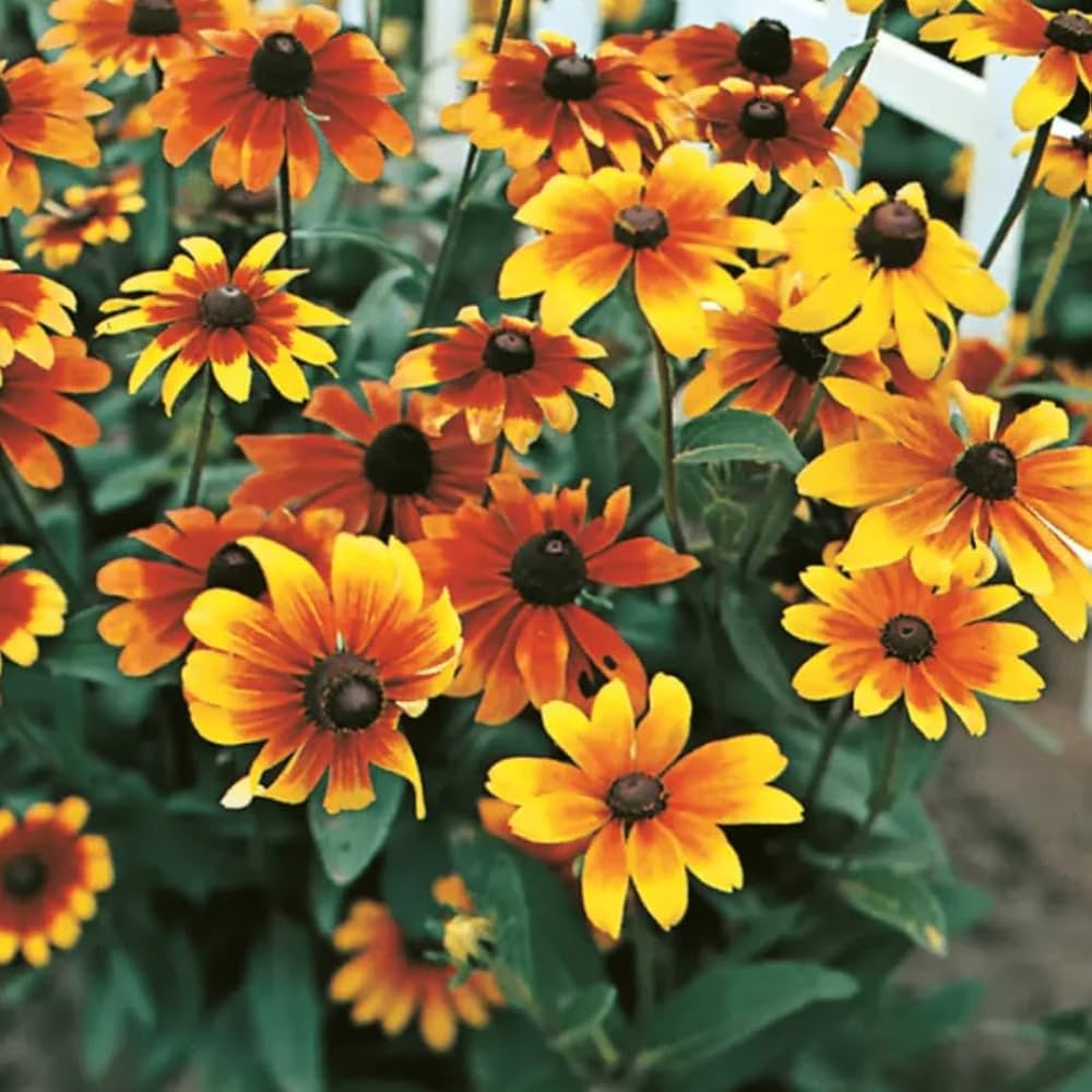 Orange Cappuccino Rudbeckia Flower seeds for Planting - Seasonal Bloomer, Heirloom & GMO Free Seeds for Home Garden