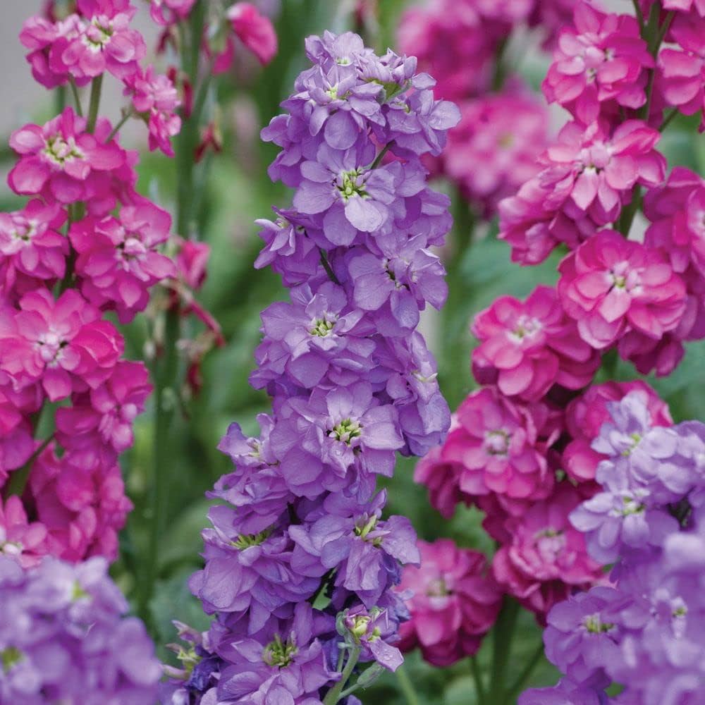 Light Pink Matthiola Flower seeds for Planting - Colorful Display, Heirloom & GMO Free Seeds for Home Garden
