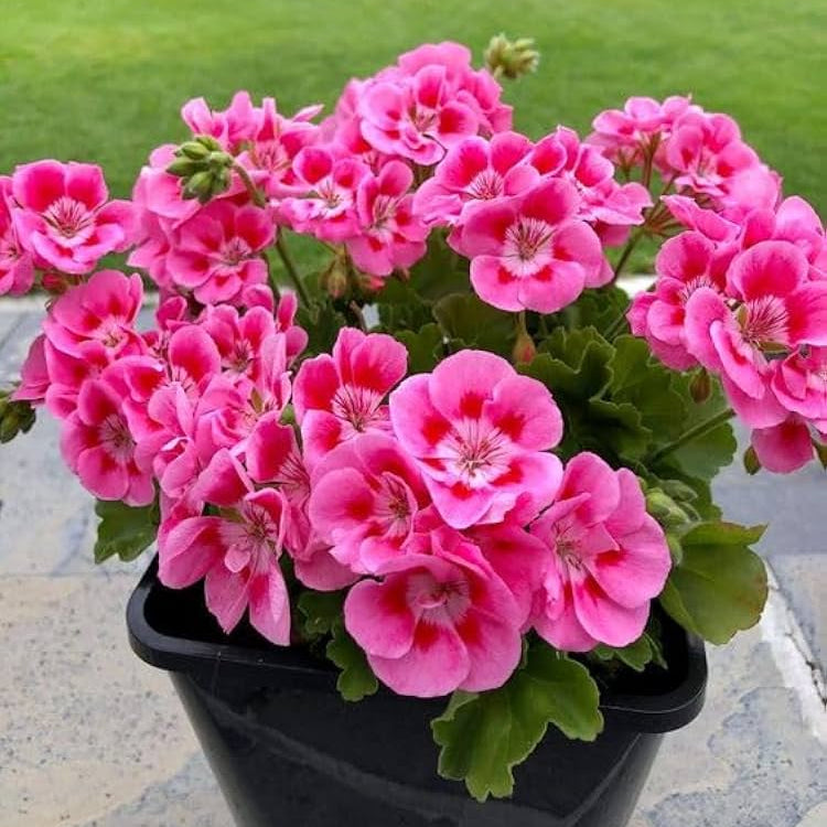 Pink Big Blooms Geranium Flower Seeds for Planting Perfect for Borders Heirloom & GMO Free Seeds for Home Garden
 
 Sale