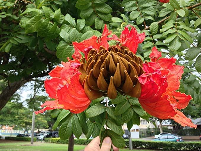 African Tulip Tree Seeds for Growing Tropical Flowering Trees