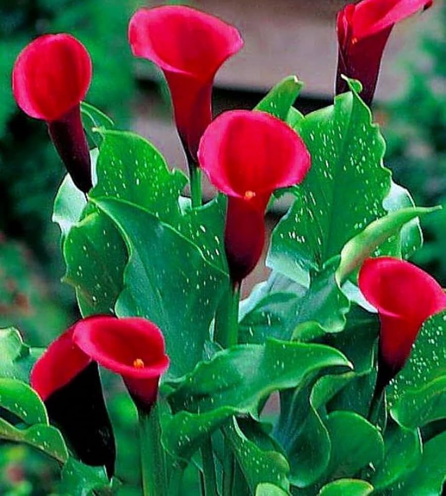 Red Calla Lily Seeds Zantedeschia for Planting in Flower Bed & Garden
