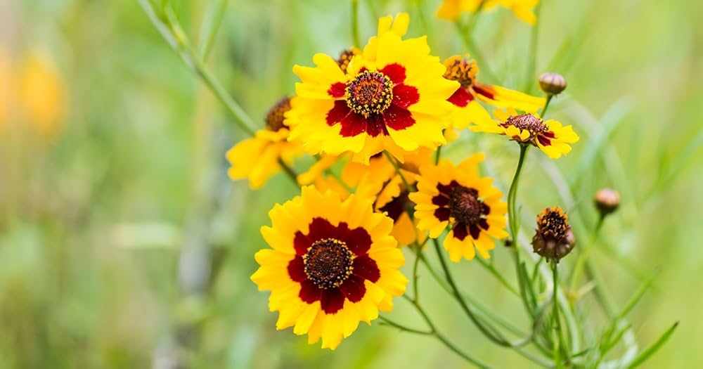 Calliopsis Flower seeds for Planting - Fragrant Blossoms, Heirloom & GMO Free Seeds for Home Garden