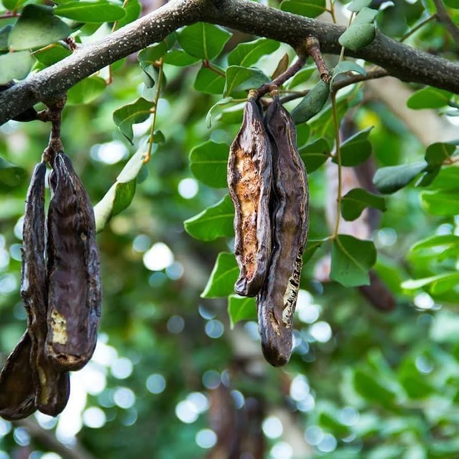 Black Carob Tree Seeds for Planting