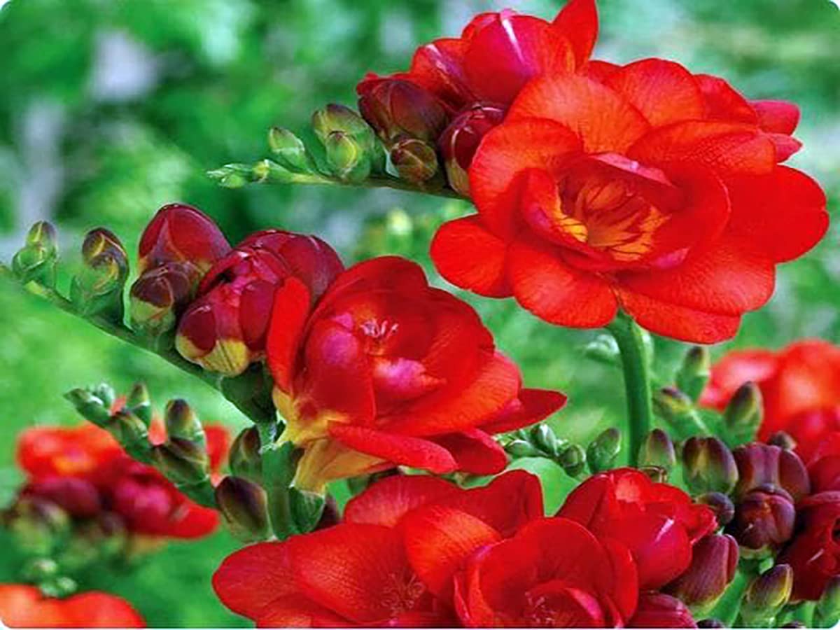 Freesia Flower seeds for Planting - Fragrant Blossoms, Heirloom & GMO Free Seeds for Home Garden