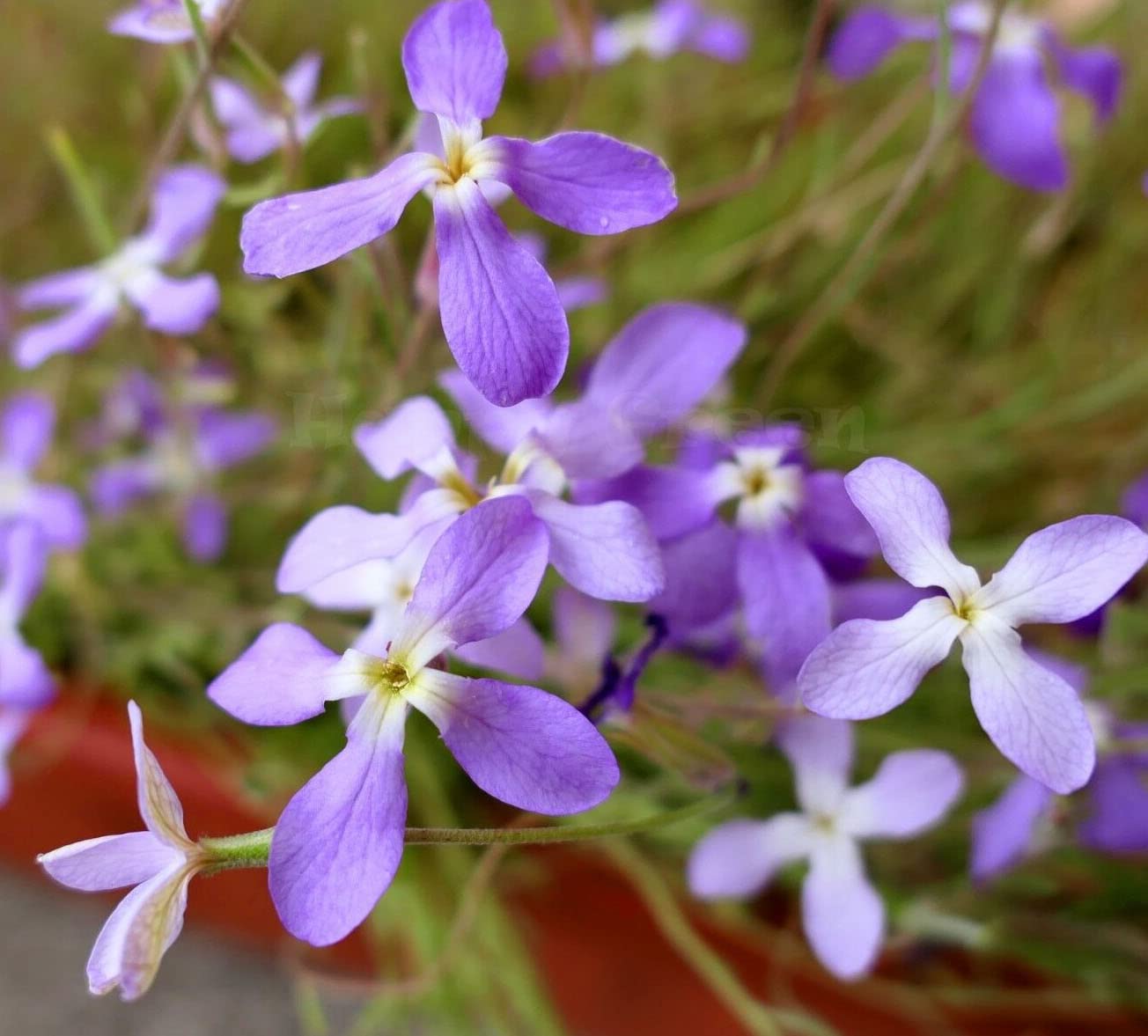 Matthiola Flower seeds for Planting - Perfect for Borders, Heirloom & GMO Free Seeds for Home Garden