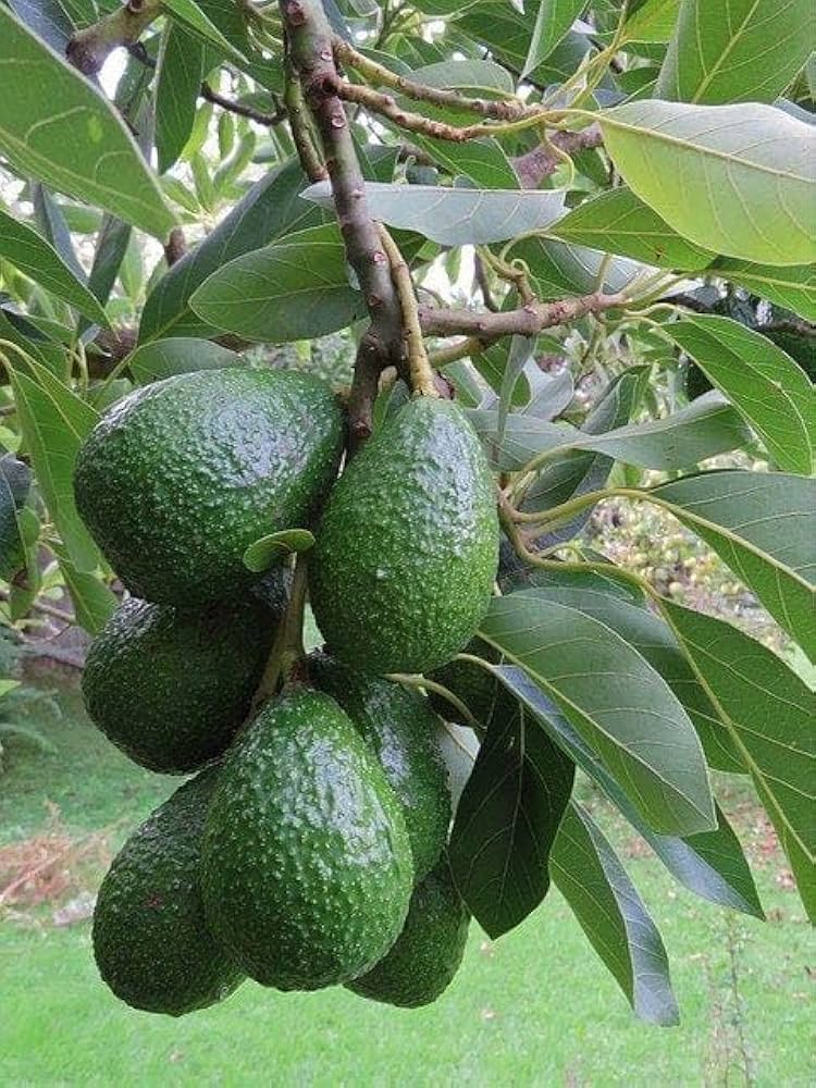 Avocado Seeds: Perfect for Planting