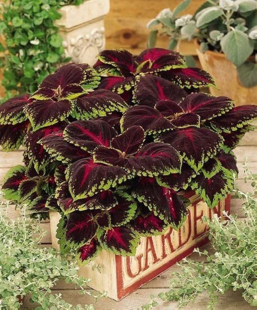 Coleus Wizard Coral Sunrise Seeds for Planting flower bed
