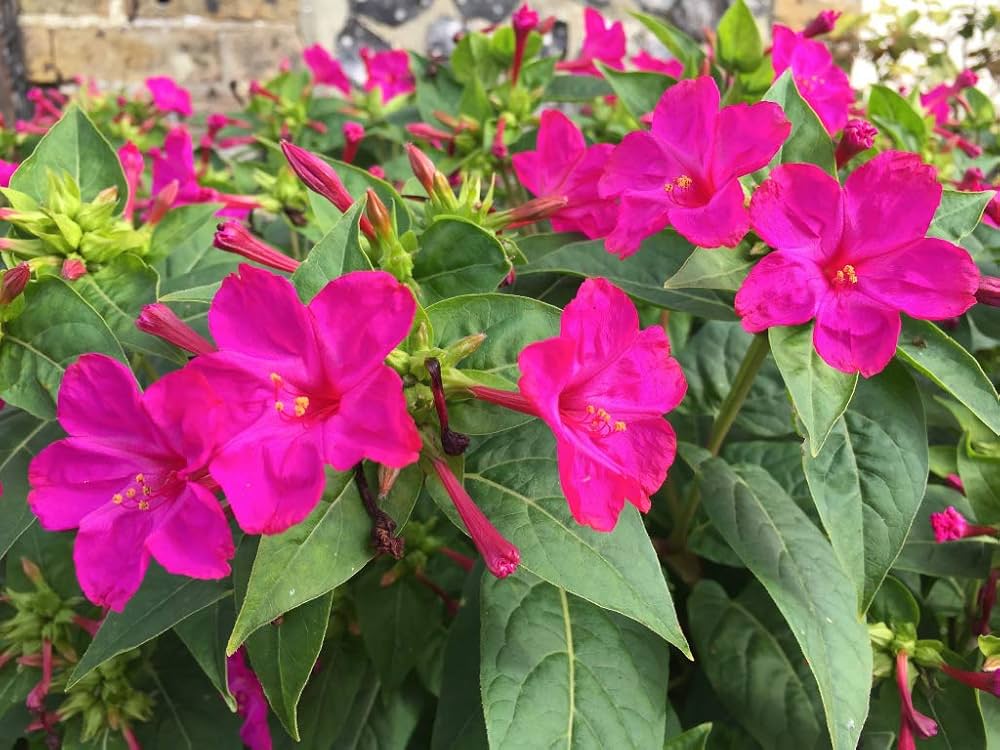 Mirabilis Jalapa Flower seeds for Planting Garden Favorite Heirloom & GMO Free Seeds for Home Garden