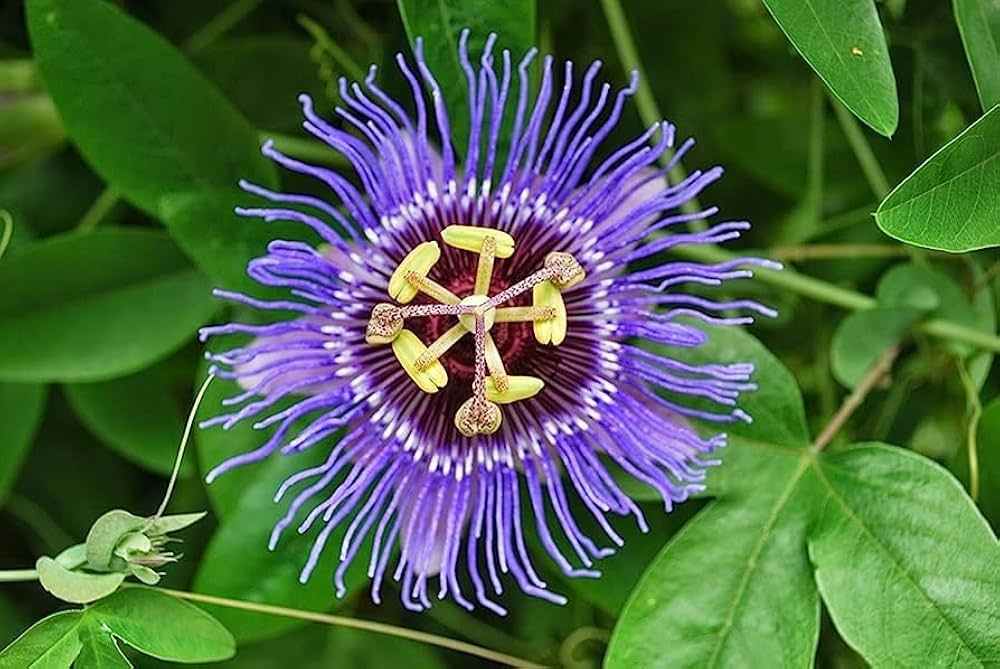Passiflora Flower seeds for Planting Hardy Variety Heirloom & GMO Free Seeds for Home Garden