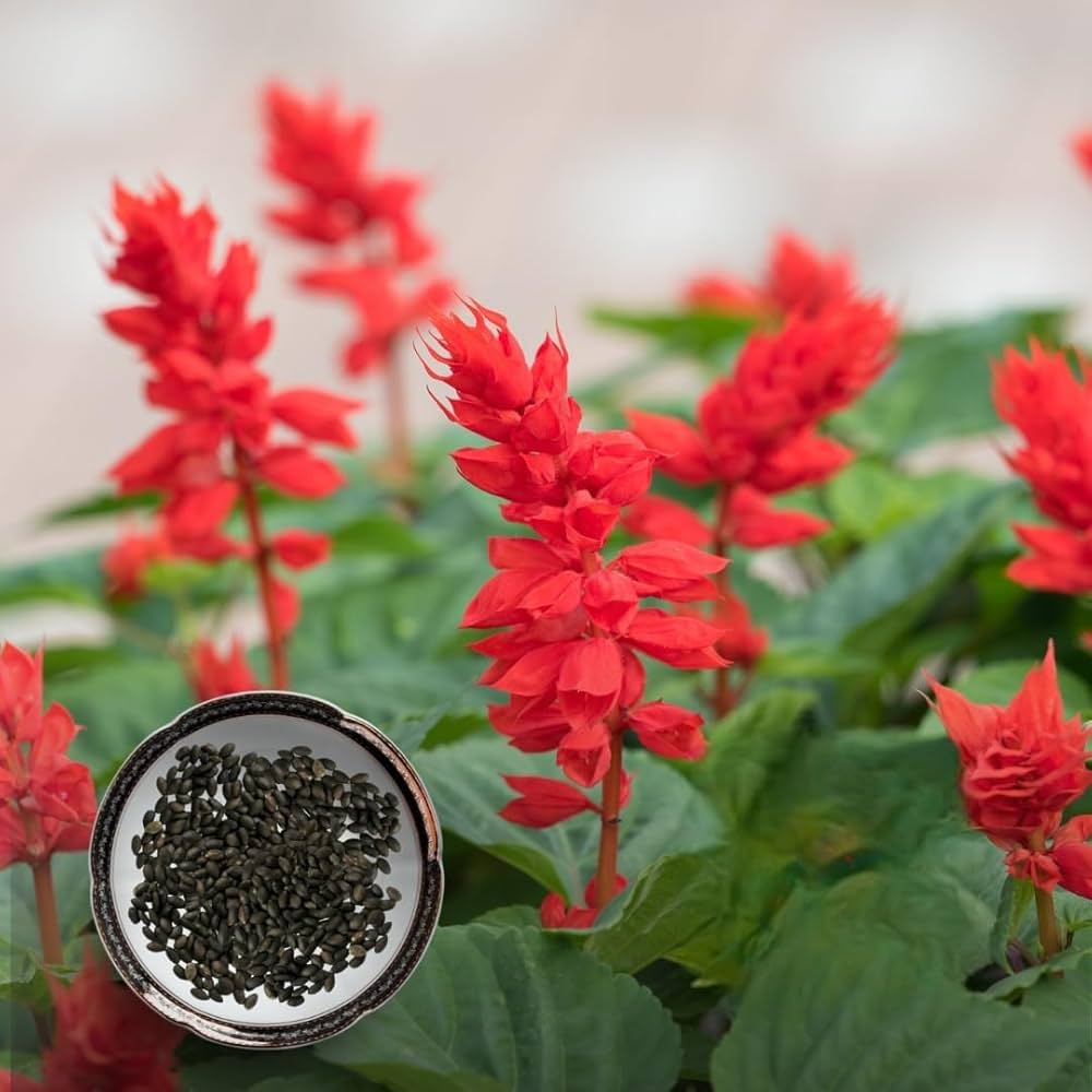 Salvia Splendens Sizzler Red Seeds for Planting Home Garden Flower Borders