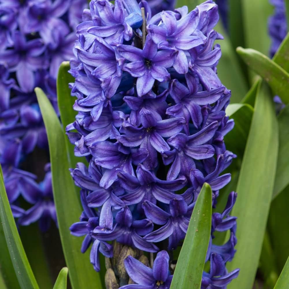 Sky Blue Hyacinthus Orientalis Flower seeds for Planting - Cut Flower Favorite, Heirloom & GMO Free Seeds for Home Garde