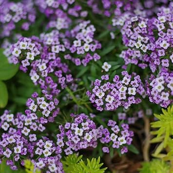 Lobularia Maritima Flower seeds for Planting - Pollinator Friendly, Heirloom & GMO Free Seeds for Home Garden
 
 Sale seeds for planting in home garden