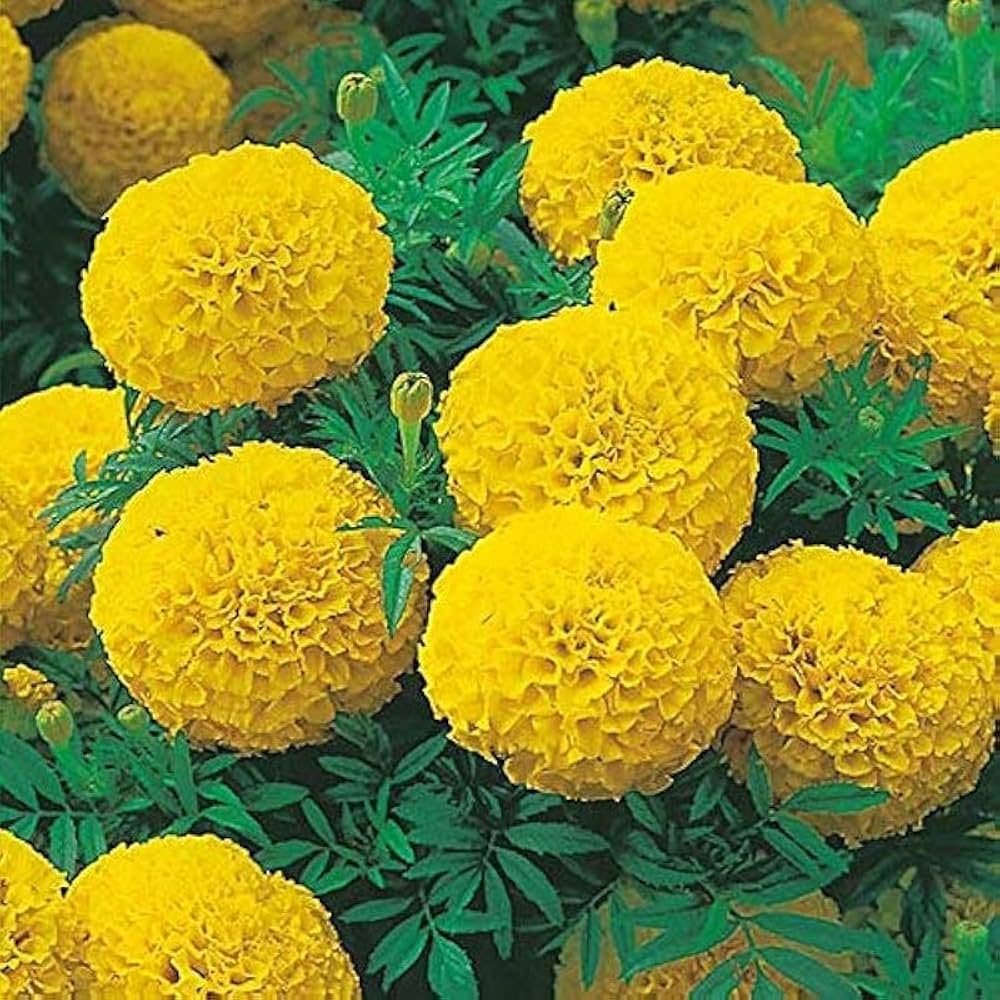 Marigold Tagetes spp Flower Seeds for Planting in Flower Bed and Garden
