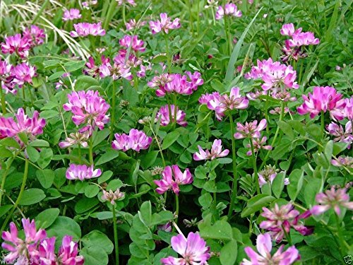 Crown Vetch Pink Flower seeds for Planting - Vibrant Colors, Heirloom & GMO Free Seeds for Home Garden