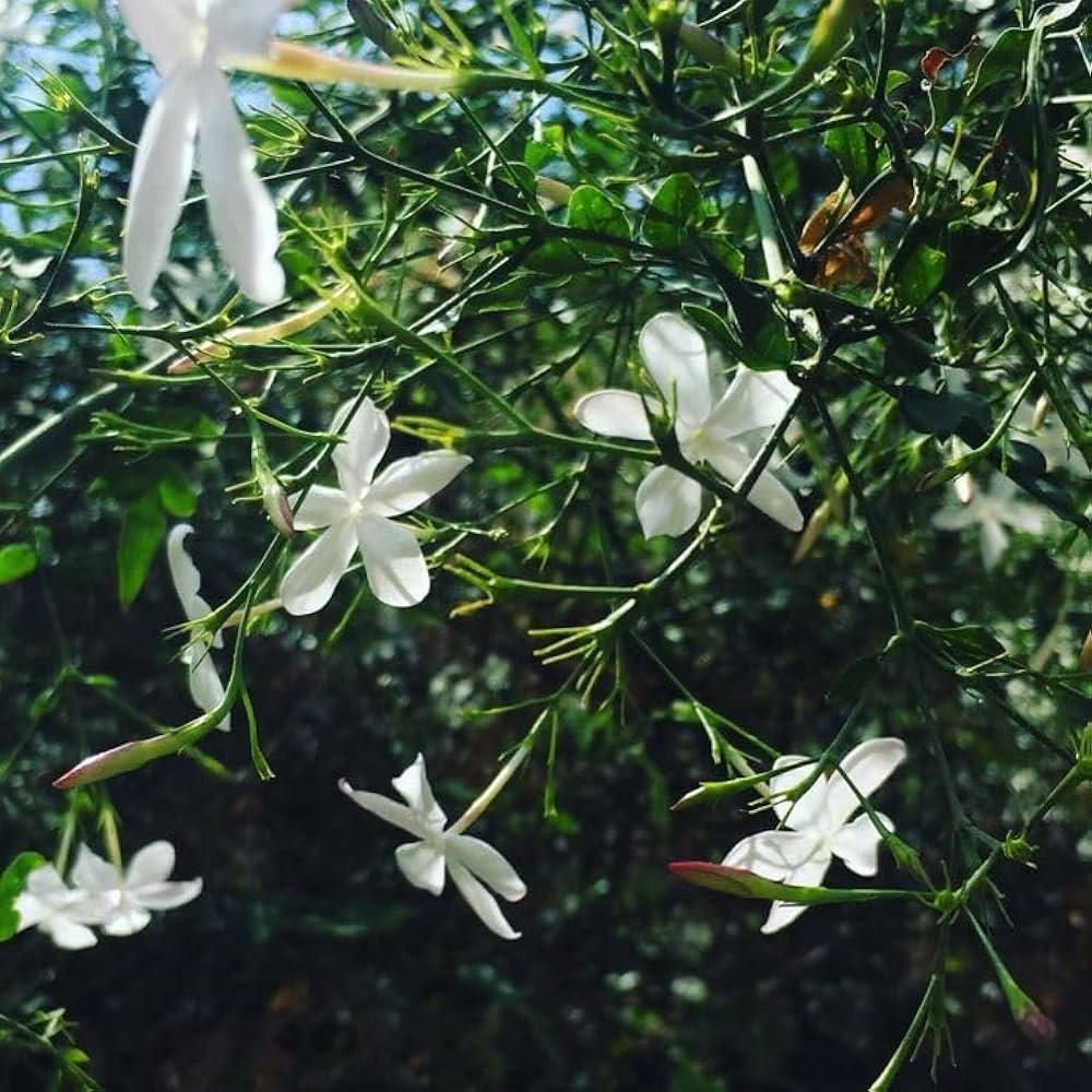 Star Jasmine Jasminum spp. Flower Seeds for Planting