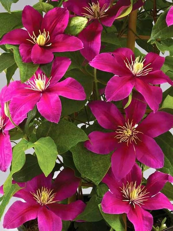 Deep Pink Clematis Flower seeds for Planting - Drought Tolerant, Heirloom & GMO Free Seeds for Home Garden