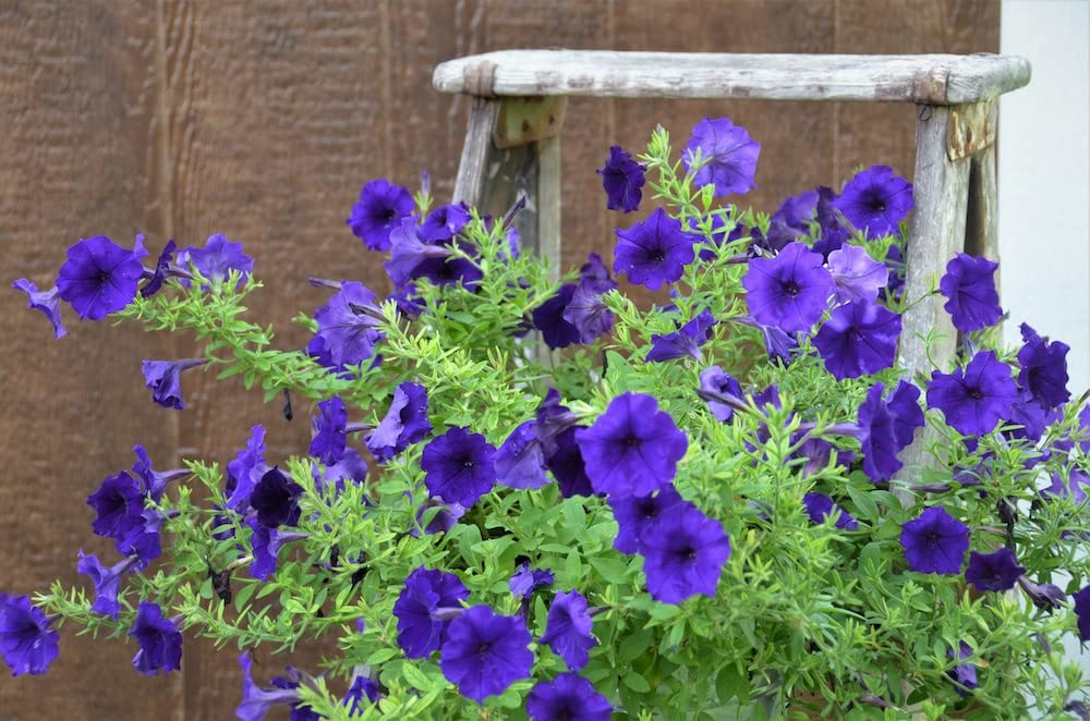 Logro Floribunda Blue Petunia flower seeds for vibrant blooms