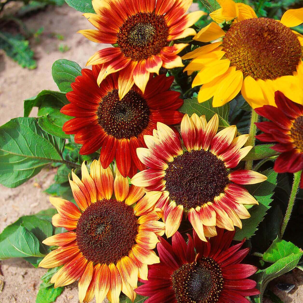 Mixed Color Sunflower Seeds for Planting Drought Tolerant Heirloom & GMO Free Seeds for Home Garden
 
 Sale