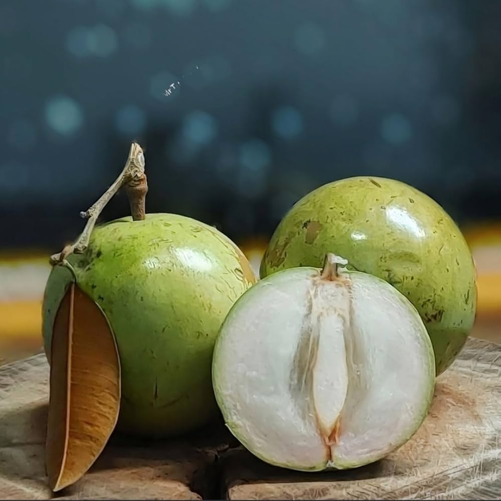 White Chrysophyllum Cainito Seeds for Planting - Grow Delicious Star Apples